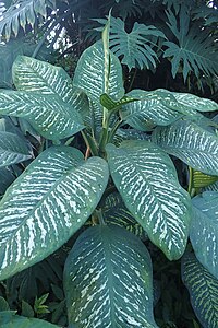 Dieffenbachia seguine