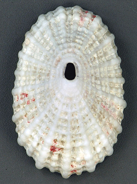 File:Diodora cayenensis (Cayenne keyhole limpet) (San Salvador Island, Bahamas) 1 (16189002451).jpg