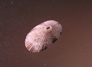 <i>Diodora singaporensis</i> species of mollusc