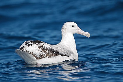 Albatroz-errante (Diomedea exulans) a leste da península da Tasmânia, Tasmânia, Austrália. O albatroz-errante é um dos dois maiores membros do gênero Diomedea (os grandes albatrozes), sendo semelhante em tamanho ao albatroz-real-meridional. Tem a maior envergadura conhecida de qualquer ave viva e também é uma das aves de maior alcance. Sabe-se que alguns albatrozes-errantes circum-navegam o Oceano Antártico três vezes, percorrendo mais de 120 mil km em um ano. (definição 2 500 × 1 666)