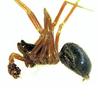 <i>Diplocephalus</i> Genus of spiders