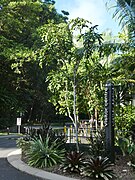 Young tree in the Cairns Botanic Gardens precinct