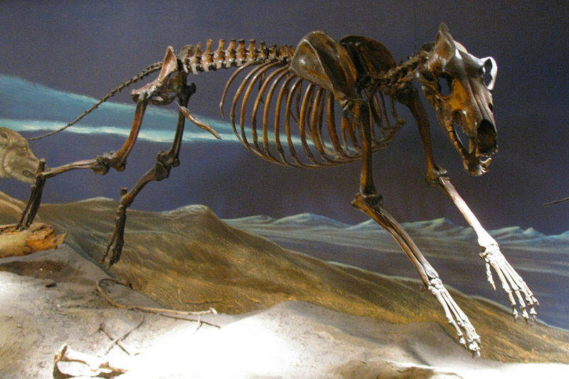 File:Dire Wolf Skeleton.jpg