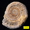 Discohelix tunisiensis, a gastropod from the Matmor Formation (Middle Jurassic) of southern Israel.