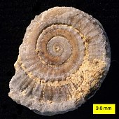 Fossilized shell of a Discohelix sea snail Discohelix tunisiensis apical.jpg