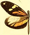 Ilustração da asa esquerda do macho de D. amphione, ssp. astynome.