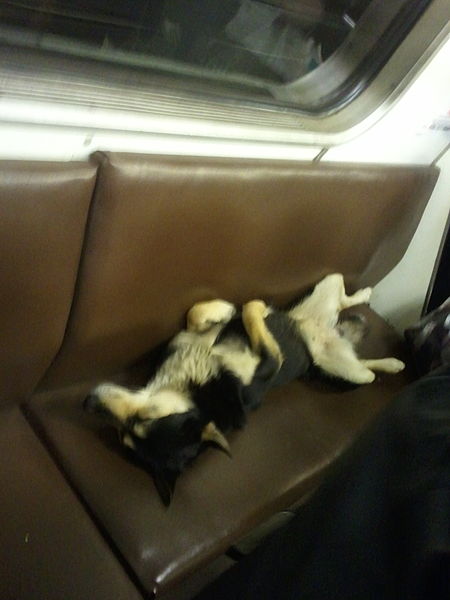File:Dog asleep on the Moscow Metro.jpg