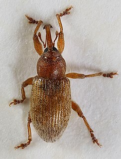 <i>Dorytomus melanophthalmus</i> Species of beetle