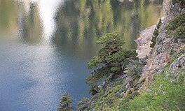 A Juniper tree on the foreshore of a lake