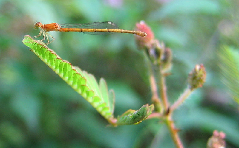 File:Dragonfly variety1.jpg