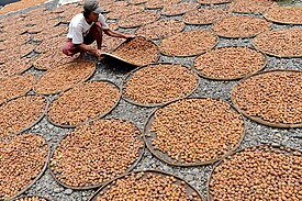 Drying nutmeg