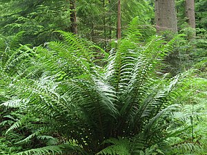 Chaff-scaly fern (Dryopteris affinis)