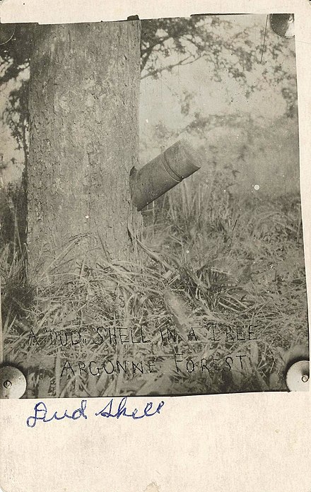 Dud shell lodged in a tree, Argonne Forest, First World War