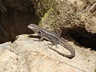 <i>Sceloporus megalepidurus</i> Species of lizard