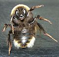 Bombus terrestris (ventral)