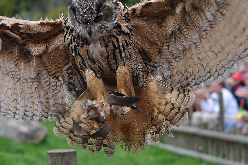 File:Eagle Owl Landing (7913351480).jpg