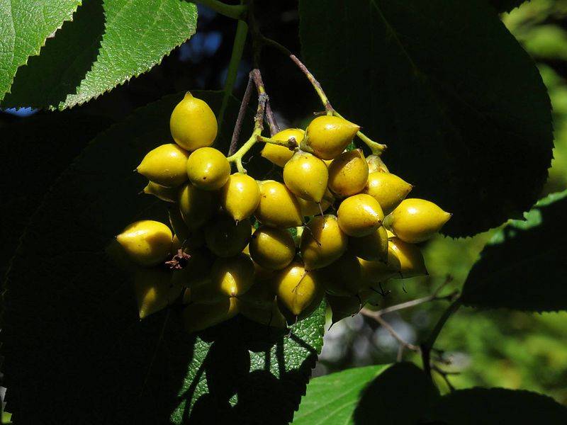 File:Ehretia dicksonii 20140925.jpg