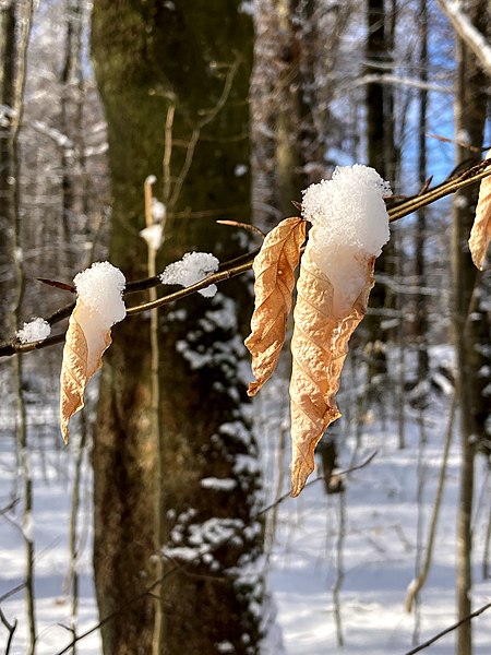 File:Eiswaffel im Winter - Ice cream cone in winter.jpg