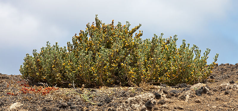 File:El Golfo - Lanzarote - G20.jpg