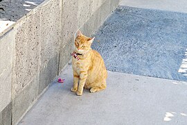 El jefe (gato) junto a una jardinera en la Universidad de las Artes 01.jpg