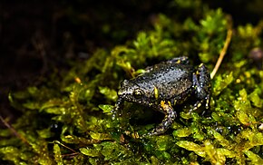 Beschrijving van de afbeelding Elachistocleis cesarii no Parque Estadual de Caparao Lucas Rosado (05) .jpg.