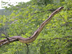 Four-lined ratsnake