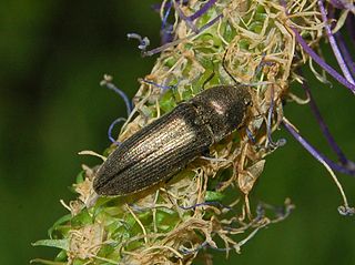 <i>Cidnopus pilosus</i> Species of beetle