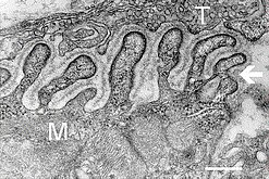 Neuromuscular junction in the electron microscope; T – terminal axon, M – muscle fiber