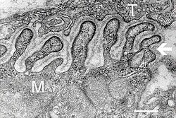 Elektronenmikroskopische Aufnahme des neuromuskulären Übergangs (Querschnitt) .jpg