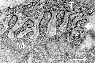 Neuromuscular junction The junction between the axon of a motor neuron and a muscle fiber. In response to the arrival of action potentials, the presynaptic button releases molecules of neurotransmitters into the synaptic cleft. These diffuse across the cleft and transmit t