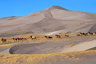 Elk by dunes