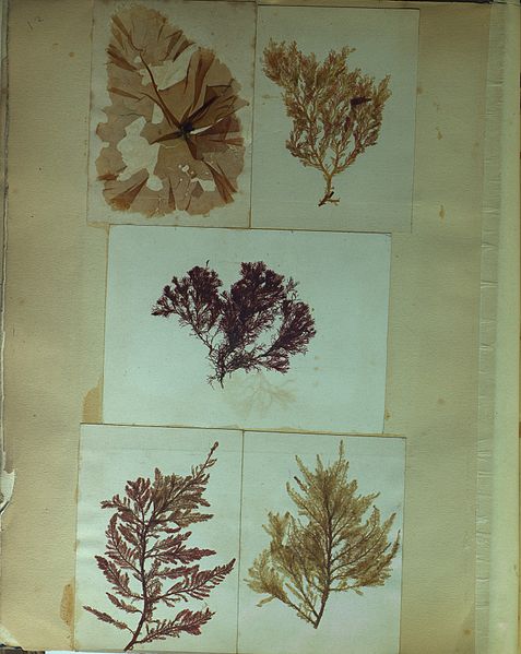 File:Emile Carot herbier d’algues marines 12.jpg