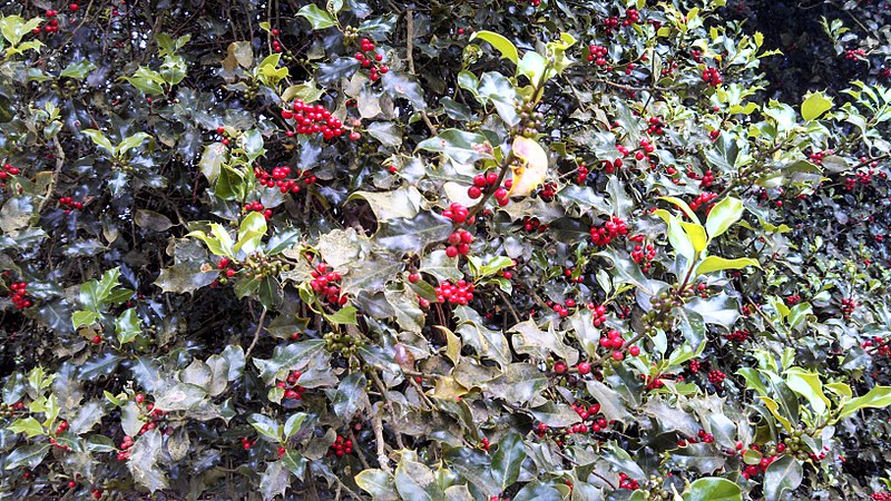 File:English holly - Ilex aquifolium - Flickr - brewbooks.jpg