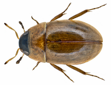 Enochrus esuriens (Walket, 1858) (14920572873).png