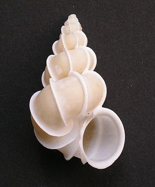 <span class="mw-page-title-main">Sculpture (mollusc)</span> Feature on the shells of mollusks