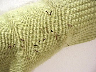 Epizoochory in Bidens tripartita; the hooked achenes of the plant readily attach to clothing, such as this shirt sleeve. Epizoochoria NRM.jpg