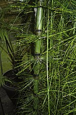 Thumbnail for File:Equisetum giganteum (11).jpg