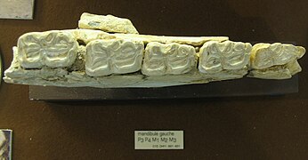 Dentition inférieure. Caune de l'Arago