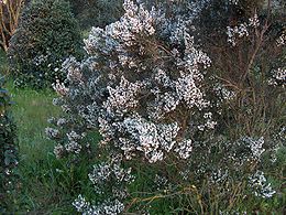 Virágzó cserjés hanga (Erica arborea)