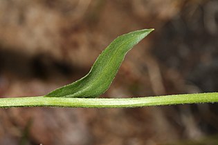 Erigeron peregrinus