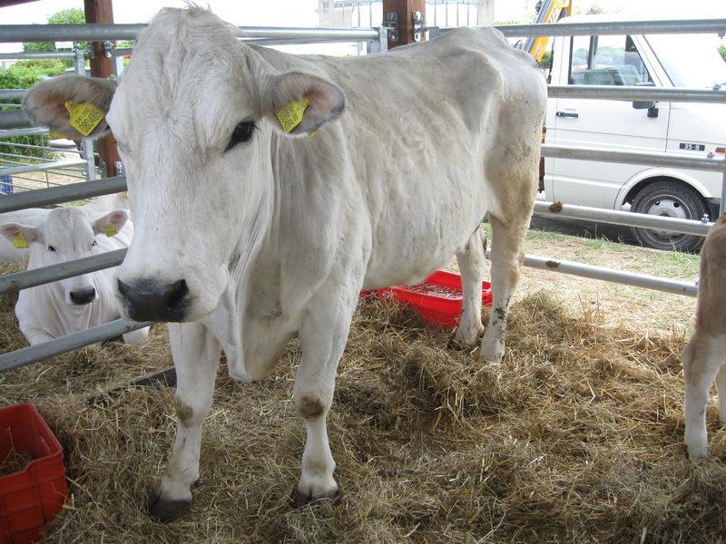 File:Esemplare di razza bovina marchigiana.jpg