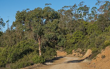 Eucalyptus gunnii forest, France