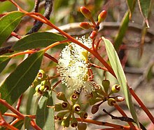 Okaliptüs-oleosa-buds.jpg