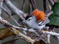 Euchrepomis spodioptila - Ash-winged antwren (male); Manaus, Amazonas, Brazil.jpg