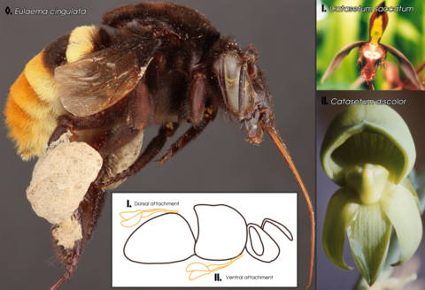 Pollen from each species Catasetum saccatum (I) and Catasetum discolor (II) attach to the dorsal and ventral parts of Eulaema cingulata (◊) respectively.