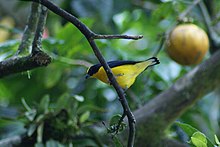 Euphonia laniirostris.jpg