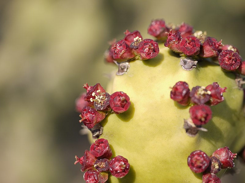 File:Euphorbia neriifolia L. (6841088965).jpg