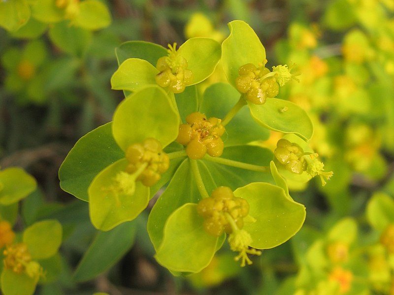 File:Euphorbia spinosa 03.JPG