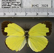 Eurema lacteola dorsal.jpg