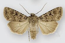 Euxoa simulata (male).JPG